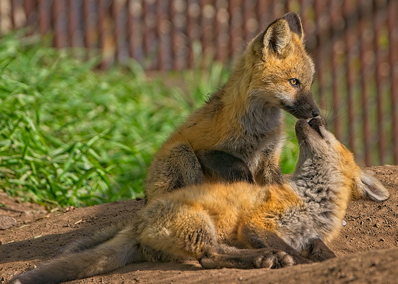 Fox Kits-8614_Export