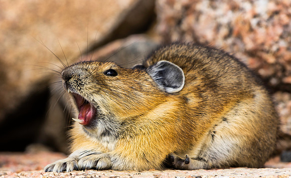 Pika Yawning-5410-5410