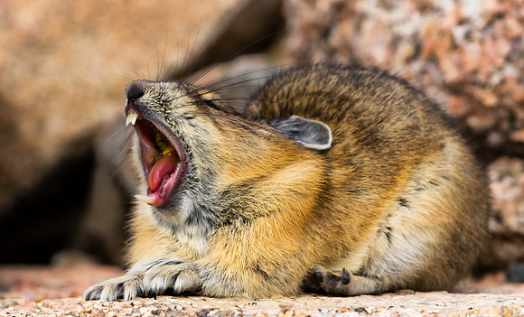 Pika Yawning-5409-5409