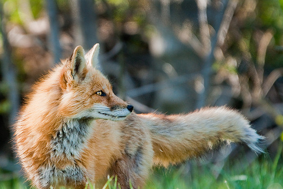 Red Fox-3905