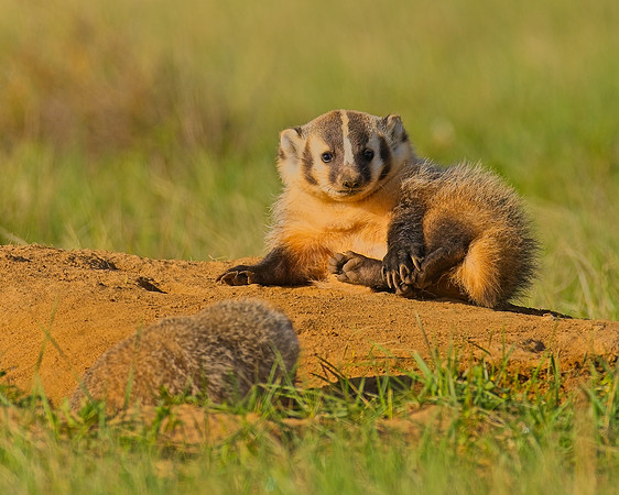 Badger-00265