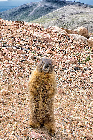 WAW-Marmot-6628-
