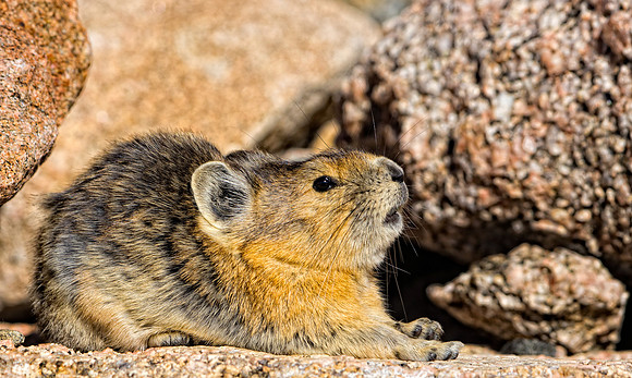 Pika Yawn-4662-2