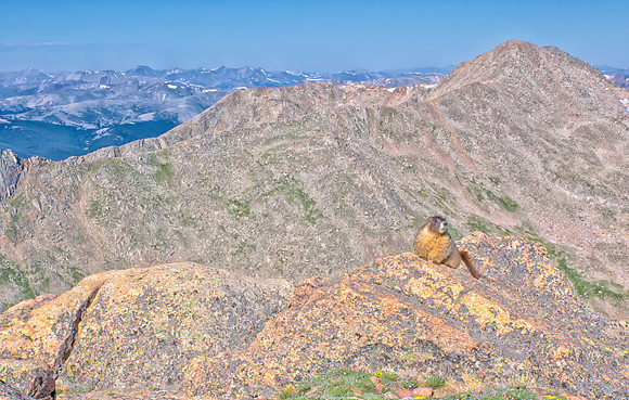 WAW-Marmot-6686-