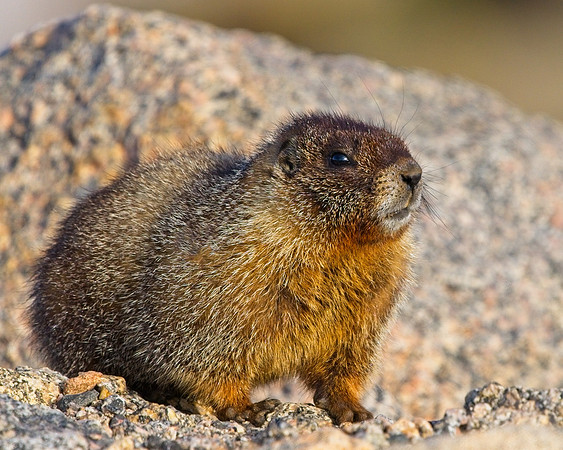 MT EVANS 7-4 (212)