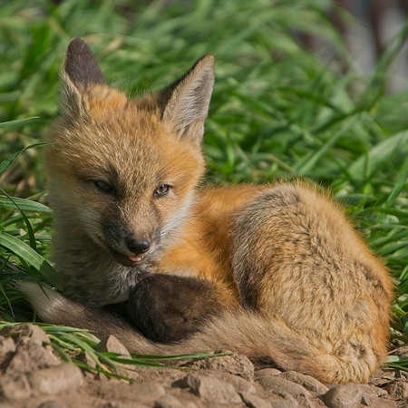 Fox Kits-8277 1