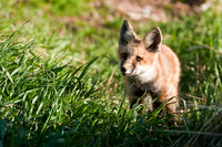 Fox Kit-4920