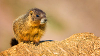 Marmot Baby-4120-1