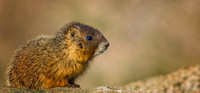 Marmot Baby-3814-1
