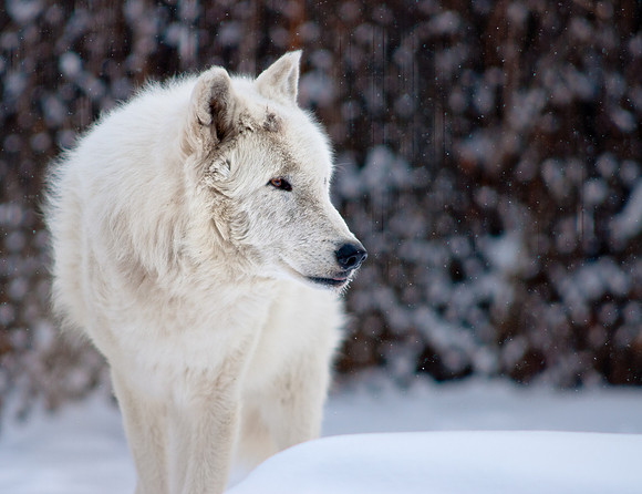 Wolf 3-