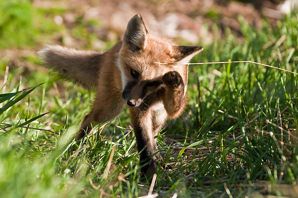 Fox Kit-4883