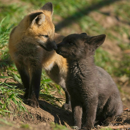 Fox Kit-7480
