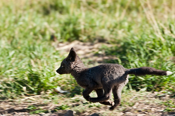 Fox Kit-7403