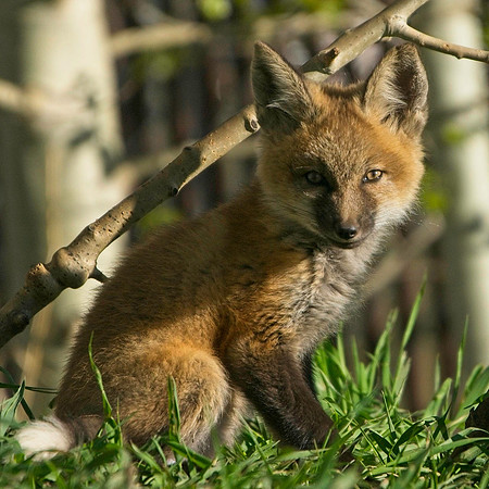 Fox Kit-7228