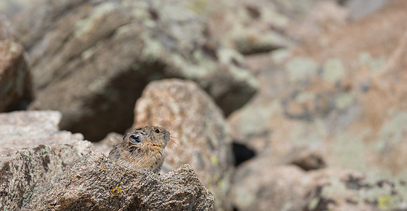 Pika-09892