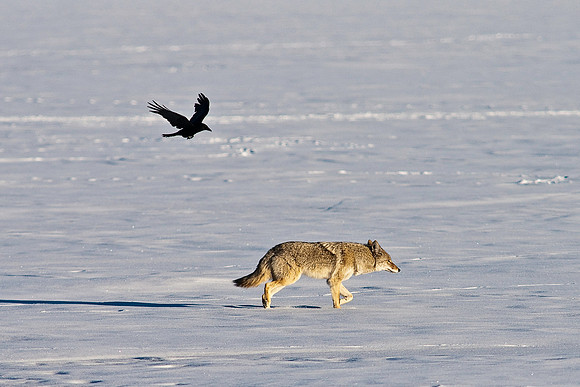 Coyote-8367.jpg