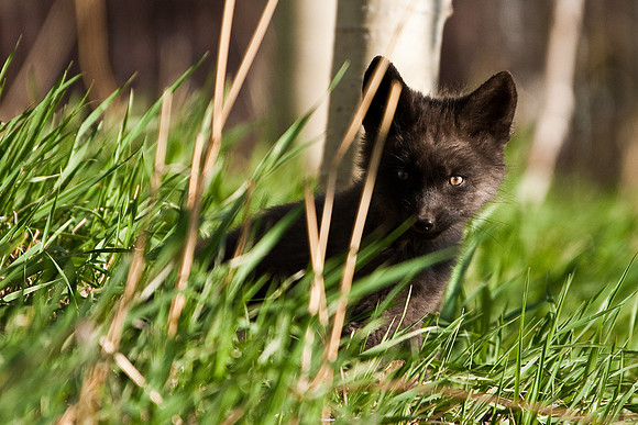 Fox Kit-4672