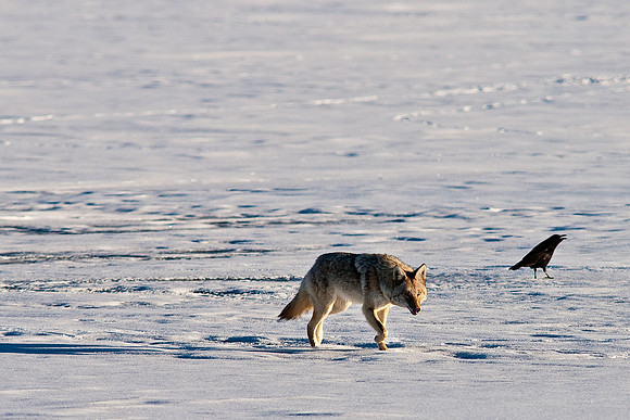 Coyote-8274.jpg