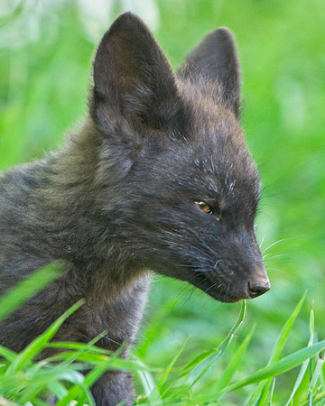 Fox Kits-0180