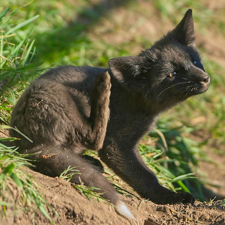 Fox Kit-7415