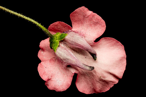 Floral Macro-06170