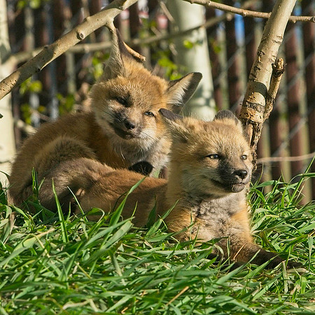 Fox Kit-7288