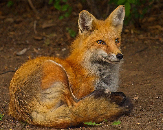 _JAY3191_Export