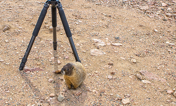 WAW-Marmot-6594-