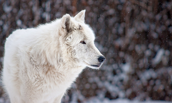 Wolf 5-