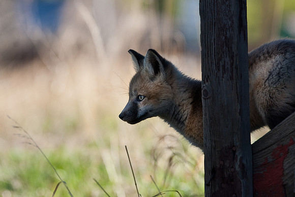 Fox Kit-7641