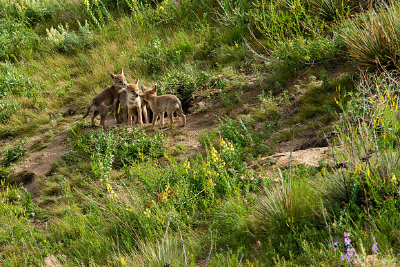 Coyote Pups-9231