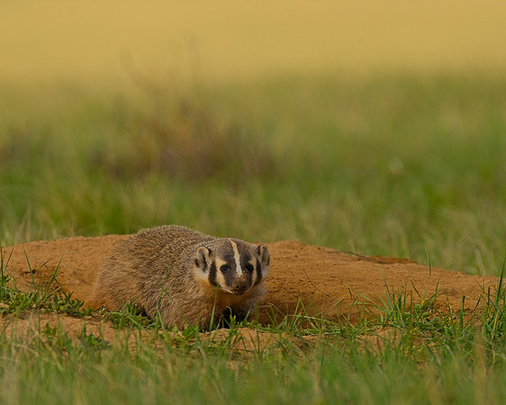 Badger-00496