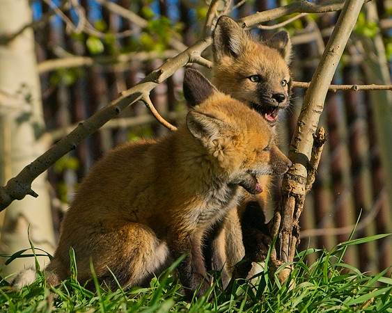 Fox Kit-7242_Export