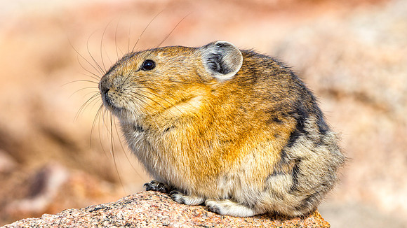 Pika-3996-