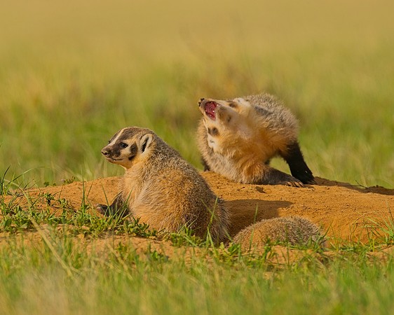 Badger-00452