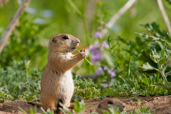Prarie Dog-9847