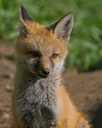 Fox Kits-7881