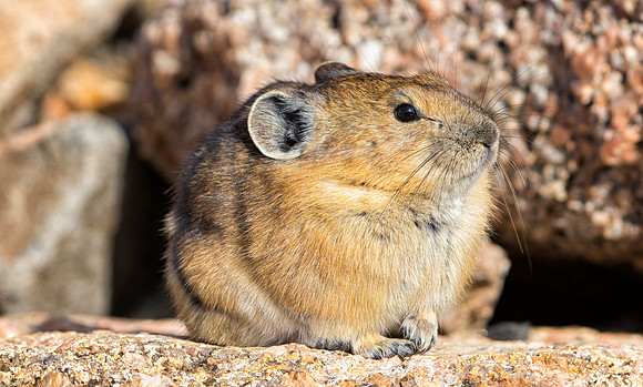 Pika-3891-