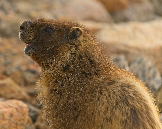 MT EVANS 8-6 (100)
