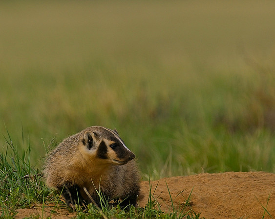 Badger-00533