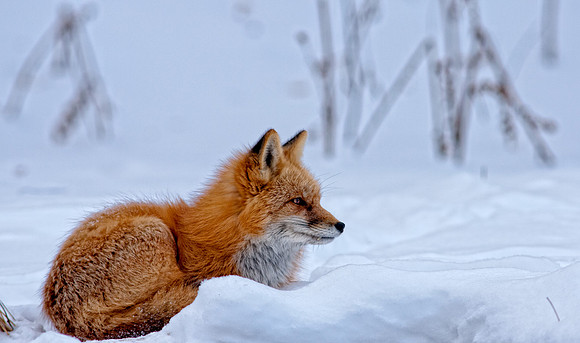 Fox-redo-7338-2