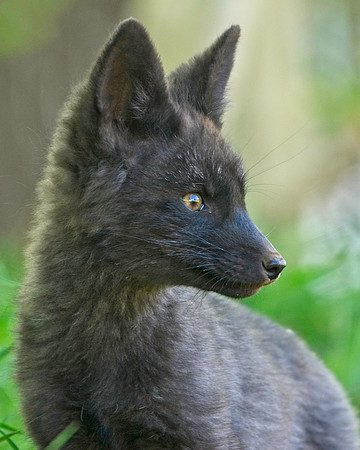 Fox Kits-0194