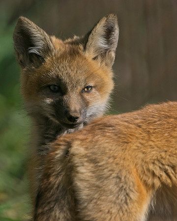 Fox Kits-7891