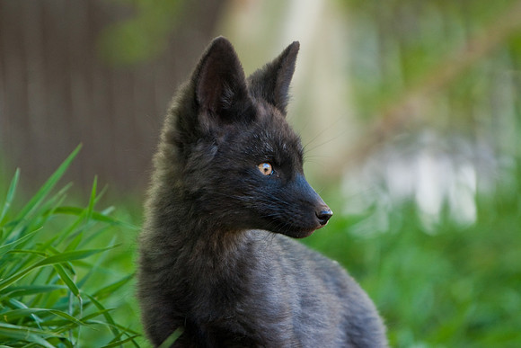 Fox Kits-0194