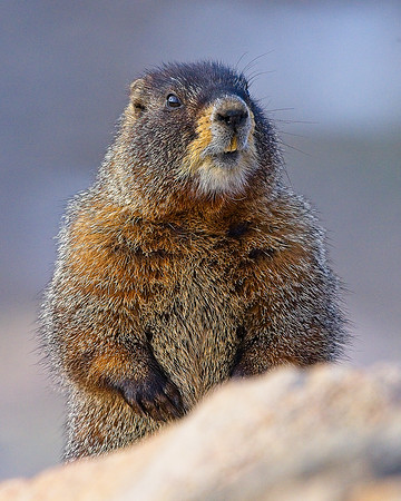 MT EVANS 7-4 (176)