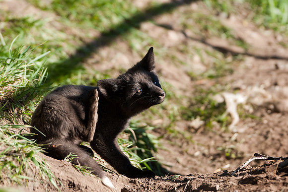 Fox Kit-7415
