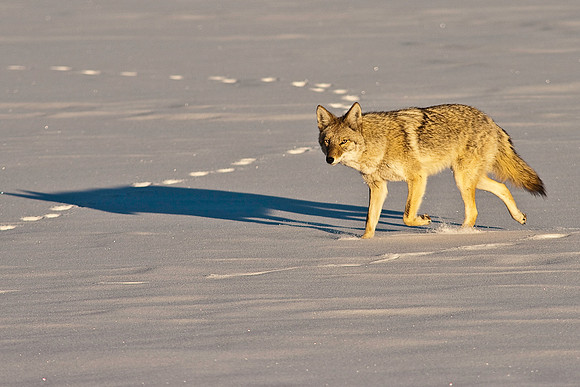 Coyote-8176.jpg