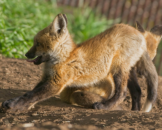 Fox Kits-8224