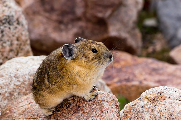 Pika-5509