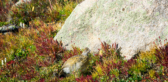 Ptarmigan Chick-5257-1